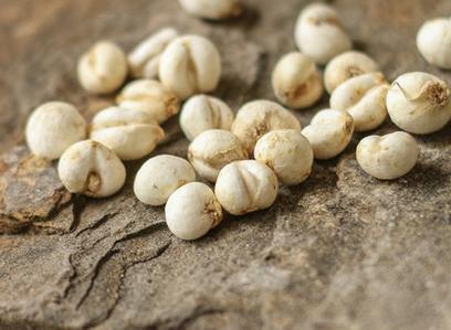 川贝适合有痰还是无痰 川贝能化痰吗