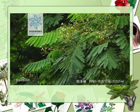 常见园林植物100种 植物园里的100种植物