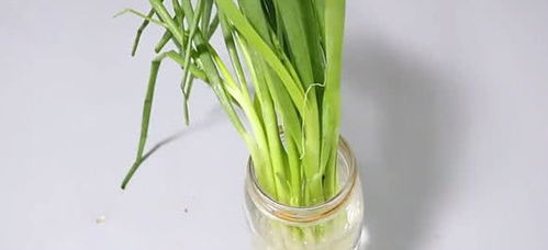 带根的小葱怎么保存 小葱最简单的储存方法