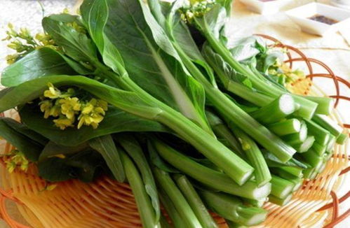 常吃苦菜的好处与功效 天天吃苦菜对身体好吗