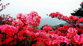带花的经典老歌 以花为主题的歌曲