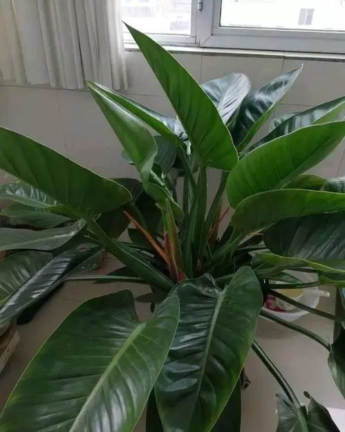常见100种花 鲜花大全10000种