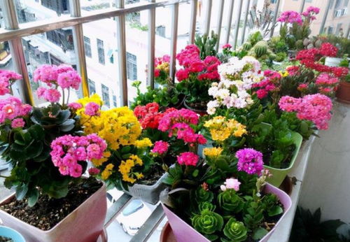 常见100种花卉介绍 1000种花名大全
