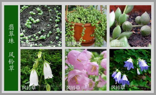 常见100种花卉 100种花的名字