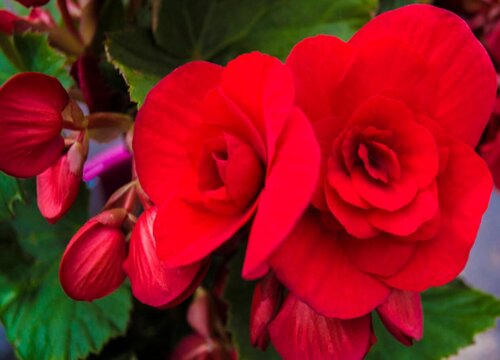 常见的红色的花 100种红色的花