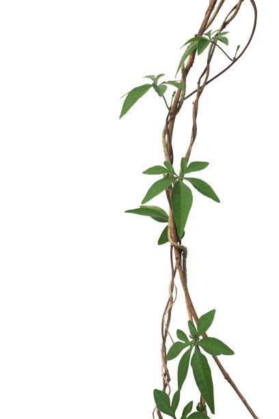 带刺的藤蔓植物大全名称 带刺长藤植物图片