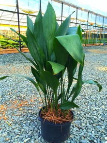 常年不见阳光适合养什么植物 适合在阴暗角落养的植物