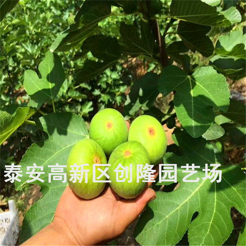 布兰瑞克无花果特点 布兰瑞克有几个品种