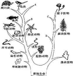 年轮为什么南疏北密 树的年轮怎么分辨南北