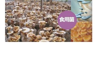 平菇种植成本与利润 一年能挣多少钱