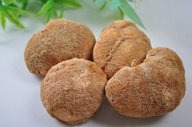 干猴头菇怎么吃最好 六种人不宜吃猴头菇