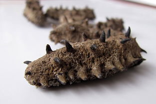 干海参会过期吗 干海参过期的特征