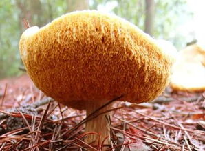 干猴头菇的简单泡发 六种人不宜吃猴头菇