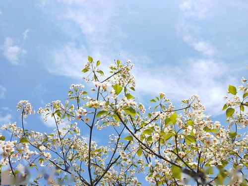 幸福树开花发朋友圈的句子 幸福树的寓意诗句