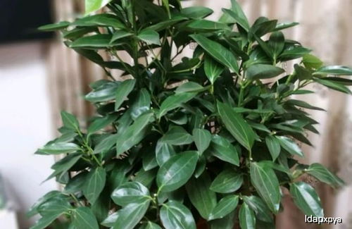 平安树夏天怎么养才茂盛 平安树用啤酒养才茂盛