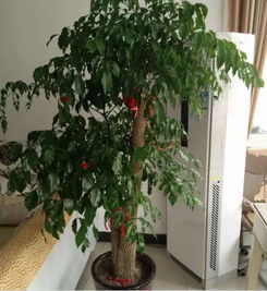 幸福树夏天修剪方法 幸福树长太高修剪示意图