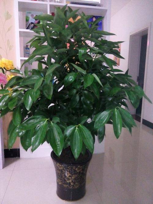 平安树风水大忌 平安树忌什么属相