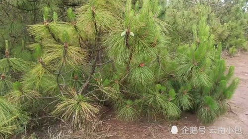 干松针不发酵能直接用吗 松针发酵的注意事项