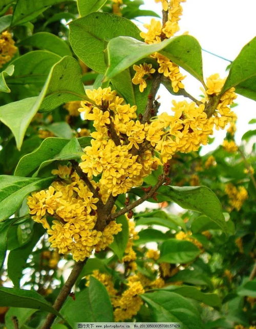 干桂花需要冷藏吗 干桂花的保存方法