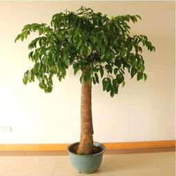 幸福树修剪的正确方法 幸福树长太高修剪示意图