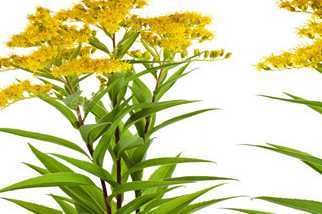 干黄花菜最简单的做法 干黄花菜制作流程