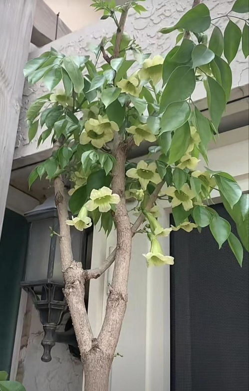 幸福树开花寓意与风水 幸福树放客厅大忌