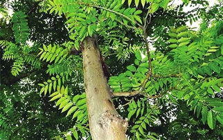 幸福树的风水禁忌 幸福树三种人不能养