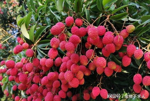 广东最有名的荔枝之乡 最好的荔枝排名第一名