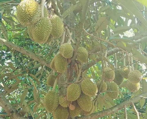 广西种植榴莲成功案例 广东种榴莲成功的地方