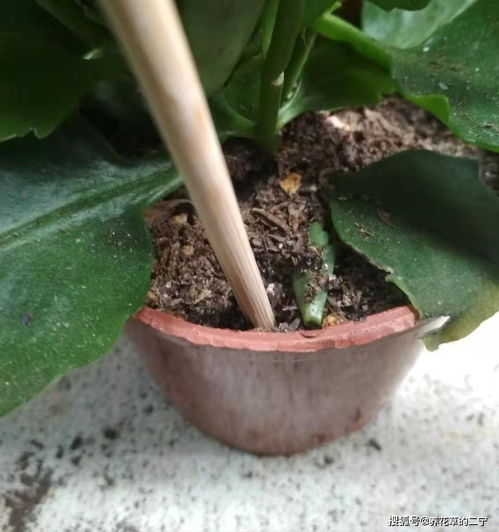 幸福树突然大量掉叶子 幸福树浇水七句口诀