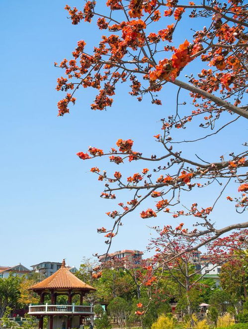 广东省省花和广州市市花 木棉花为什么是广州市花