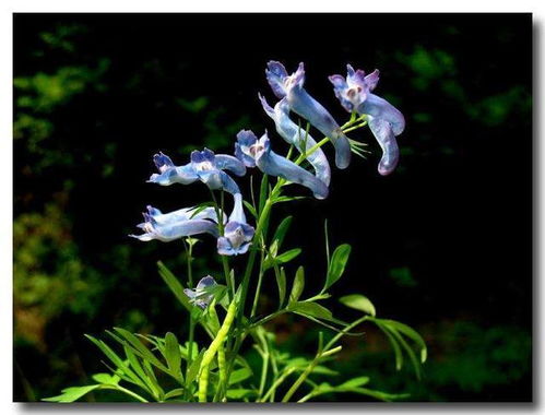 延胡索的最佳配伍 延胡索绝密配方