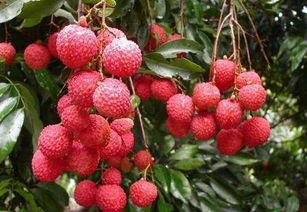 广东荔枝哪里最出名 中国三大荔枝之乡是哪里