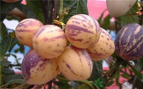 广东本地人参果 广东的人参果叫什么