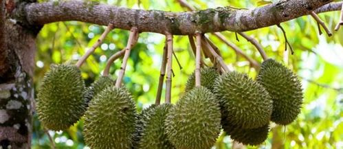 广东哪里适合种榴莲的地方 广东唯一的一棵榴莲树