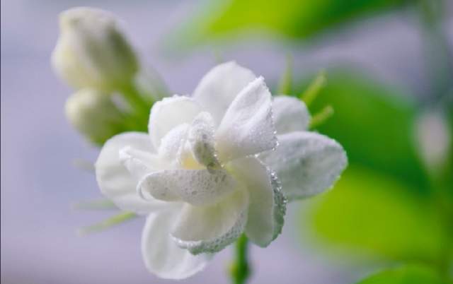 形容茉莉花最经典诗句 有关茉莉花的唯美句子