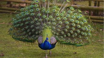 形容男人像花孔雀是什么意思 说男人是孔雀是骂人吗