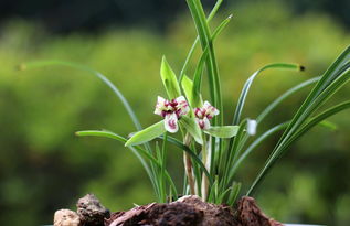 形容兰花的美句 形容兰花高雅的句子