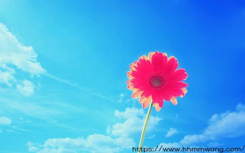 形容花盛开的成语怒放的成语 形容花开得很热烈