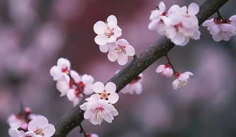 形容桃花的词语 四个字赞美桃花