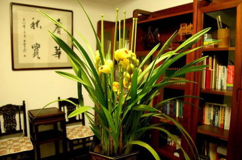 建兰的寓意和象征风水 建兰放室内养风水好吗