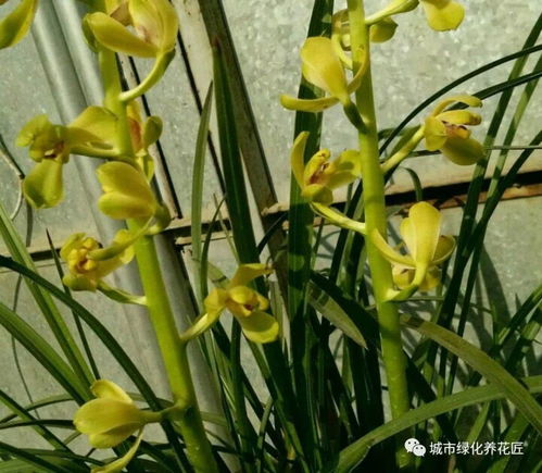 建兰几月开始催花 建兰7月份还不见花芽