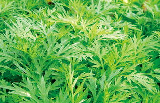 当我睡过艾叶枕头以后 艾叶做枕头的危害