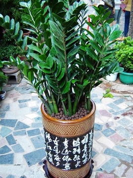 开门正对面放绿植合适吗 绿植能对着入户门吗