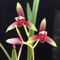 建兰最香的品种排名第一 建兰香味浓烈的前三品种