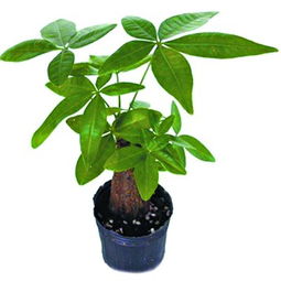 开门见发财树的大忌 家里千万别养发财树