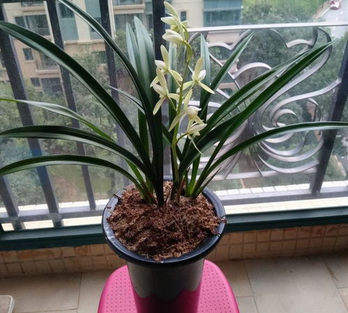 建兰最好养的七个品种是什么 建兰最香10个排名