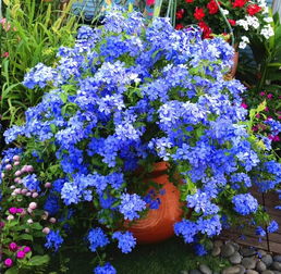 形容蓝雪花的美 蓝雪花为什么致癌