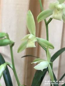建兰叶姿好看品种 建兰中最经典的品种