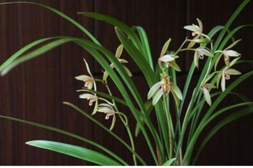 建兰香味浓烈的品种有哪些 建兰香味最权威排名